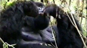 Icon Terry Williams Gorillas